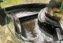 Pond Guy: Your Expert Partner for Pond Success