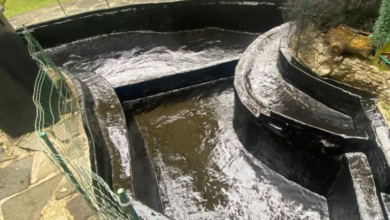 Pond Guy: Your Expert Partner for Pond Success
