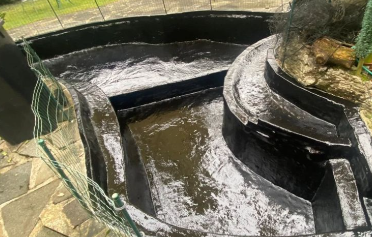 Pond Guy: Your Expert Partner for Pond Success