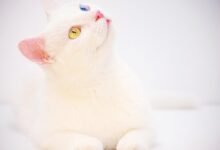 betting odds and monitoring