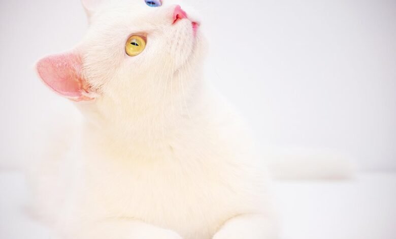 betting odds and monitoring