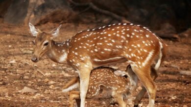 digital summit neural axis