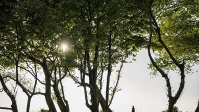 public lookup safety overview