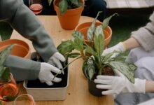 new gardening product x benefits